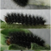 mel ornata larva5 volg2